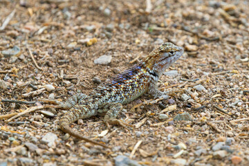Desert Spiny Lizard