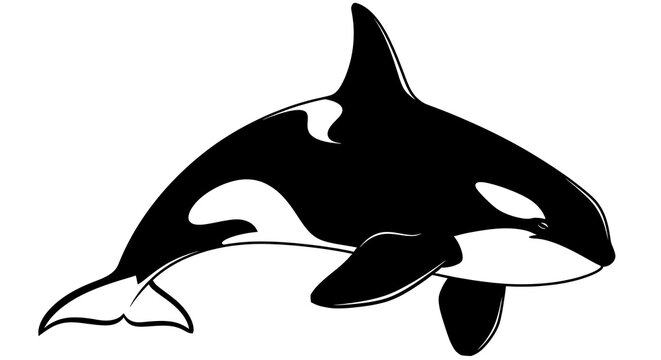 Orca Whale Silhouette Illustration.