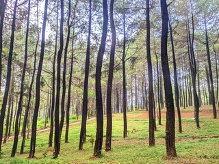 A powerful view of a dense pine forest where the straight, vertical trunks frame a sloping, grassy clearing below. The scene conveys a sense of solitude, growth, and unspoiled wilderness.