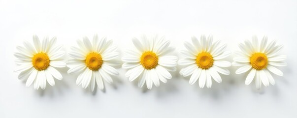 Five pristine white daisies, sunny yellow centers, stark white backdrop , nature, photography