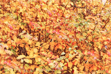 Colorful autumn leaves, autumn is coming, beautiful colors of autumn leaves in the forest
