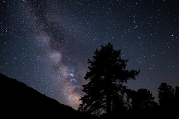 A silhouette of a tall tree stands against a breathtaking night sky filled with stars and the glowing band of the Milky Way, creating a serene and awe-inspiring scene.