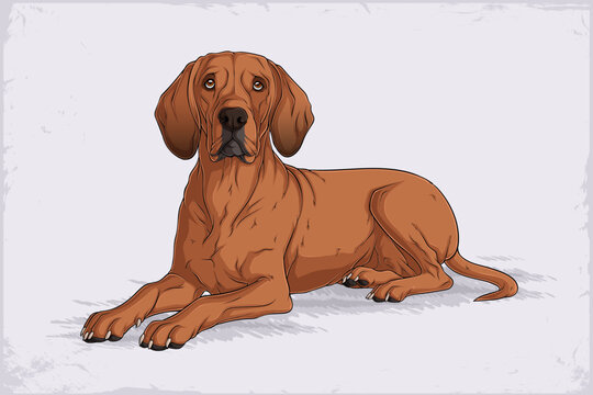 Hand drawn dog breed Redbone Coonhound laying down gracefully, with smooth reddish-brown coat, long ears, expressive eyes, and fine detailed features on a light background