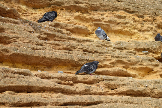 Pigeons rest on a vertical rock of a shell rock.