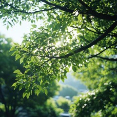 Fototapeta premium Nature scene of sunlight filtering through green leaves outdoor setting photography tranquil environment close-up perspective
