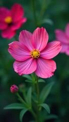 Intricate detail of a cosmos flower in a garden, spring, image