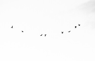 Piracanga beach in Itacaré, Bahia. Virgin forest coastline with golden sand and turquoise waters. Unique natural scenery where sea turtles hatch, a symbol of preservation and tropical beauty.