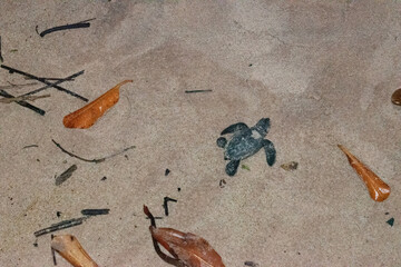 Piracanga beach in Itacaré, Bahia. Virgin forest coastline with golden sand and turquoise waters. Unique natural scenery where sea turtles hatch, a symbol of preservation and tropical beauty.