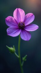 Fototapeta premium Single purple flower, exquisite detail, ethereal quality , close-up, photography