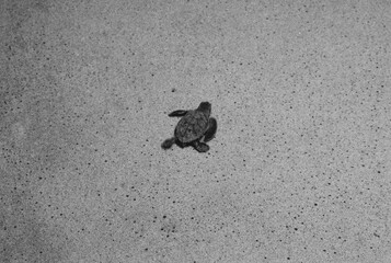 Piracanga beach in Itacaré, Bahia. Virgin forest coastline with golden sand and turquoise waters. Unique natural scenery where sea turtles hatch, a symbol of preservation and tropical beauty.