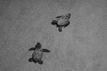Piracanga beach in Itacaré, Bahia. Virgin forest coastline with golden sand and turquoise waters. Unique natural scenery where sea turtles hatch, a symbol of preservation and tropical beauty.