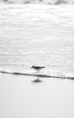 Piracanga beach in Itacaré, Bahia. Virgin forest coastline with golden sand and turquoise waters. Unique natural scenery where sea turtles hatch, a symbol of preservation and tropical beauty.