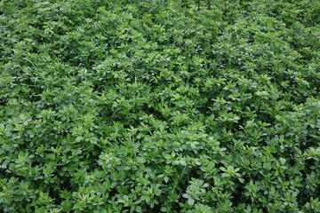 green grass texture background