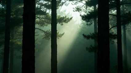 Obraz premium Sunlight streaming through forest trees