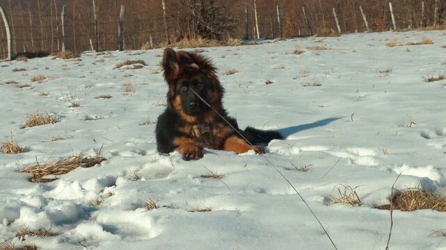 German Shepherd puppy sitting on snow in the mountains &mdash; cute winter scene, 4K video
