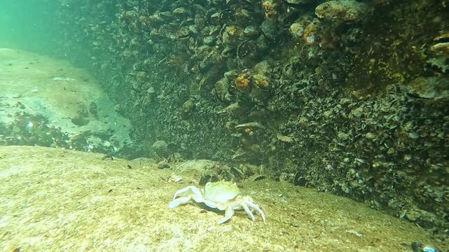 A grass crab  (Carcinus aestuarii) runs underwater near rocks covered with mussels in the Black Sea