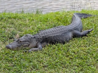 Alligator sunbathing on the grass near water