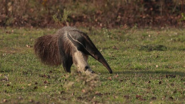 Giant Anteater in Pantanal, Brazil