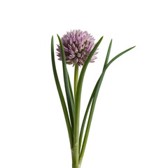 Fototapeta premium Chive flower isolated on transparent background with green stems