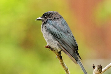 Birds of SL