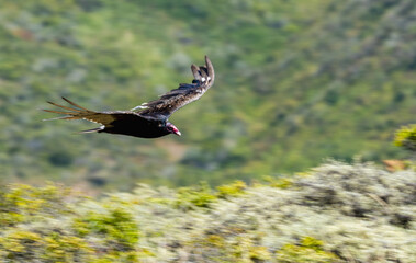 Turkey vulture in flight over the green hills of Tennessee Valley Trail, Marin Headlands, California. Large bird with outstretched wings gliding gracefully against blurred natural background