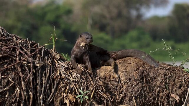 Giant river otter in the Amazon