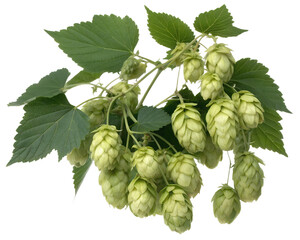 cluster of hop cones isolated on transparent background