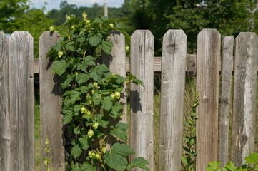 Fototapeta premium A fresh Humulus vine ascends a rustic timber barrier under bright sunlight in an open leisure space, displaying lush green foliage and organic development.