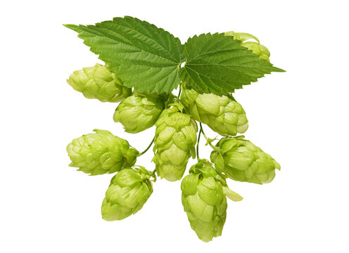 close up of branch of green hops isolated on transparent background