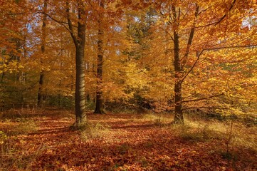 Obraz premium A forest landscape showcasing mature trees adorned in fall foliage