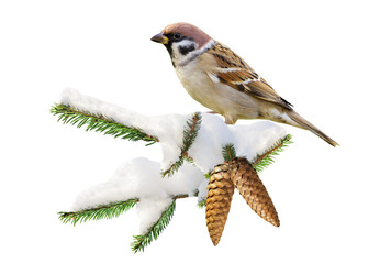 Little bird perching on branch of snowy fir tree isolated on transparent background. Sparrow,...