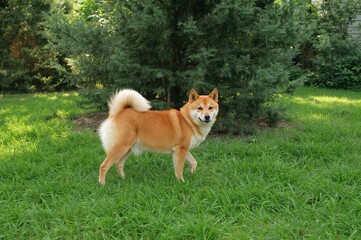 A Shiba Inu explored the garden, investigating a cluster of trees with its nose.