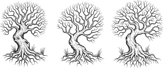 Silhouette illustration of three bare trees with twisted branches and exposed roots, detailed vector design for nature, forest, seasonal artwork