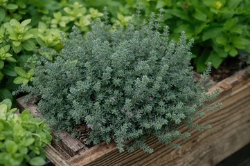 Thyme herb flourishing in a rustic wooden container outdoors. Evergreen thyme features deep gray-green foliage with soft pink blossoms in summer. An attractive herb garden edging for the kitchen.