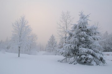 Obraz premium A peaceful winter landscape featuring frost-laden pine trees enveloped in fog, evoking calm and mystery.