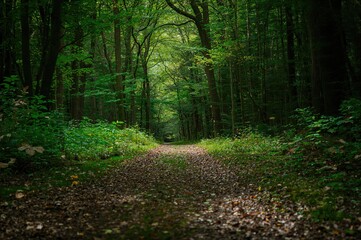 Obraz premium Strolling along a lush green forest path.