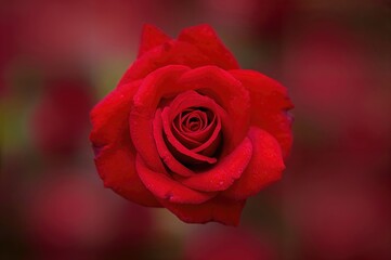 Out-of-focus red rose with ample space for text or artistic elements, abstract floral pattern, romantic and natural background design