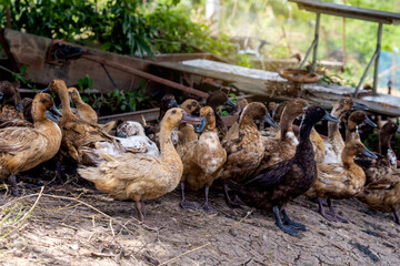Free-range duck farming for egg production. A flock of Khaki Campbell ducks resting from foraging on earthen dyke under shade of a tree in a flooded rice field after harvest in lowland of Thailand.