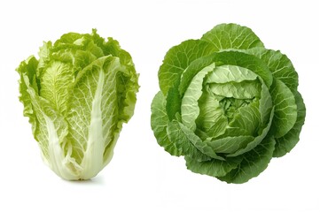 Fototapeta premium Infant Cos lettuce leaves separated on a white backdrop, Fresh green Napa cabbage leaves cut out on white