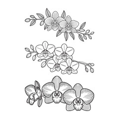 Set of orchid flower branches in hand-drawn line art style. Botanical vector illustration