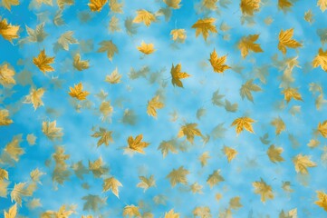 Golden fall leaves against a clear blue sky. Premium quality photograph.