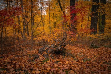 Naklejka premium Traces of Fall