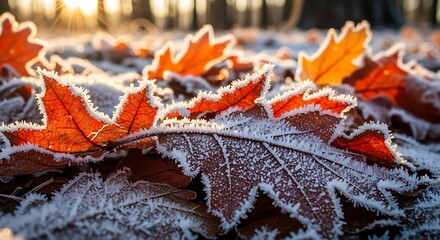 Close up of autumn leaves with frost texture and warm sunlight
