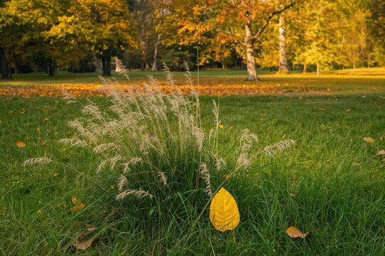 Yellow leaf with autumn mayweed
