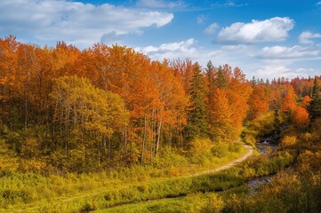 Obraz premium Vibrant fall foliage with multicolored trees in a scenic natural setting