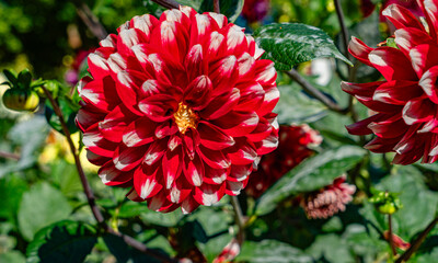 Tacoma Park Dahlia Garden Close-up 4