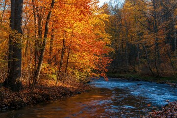 Golden fall foliage beside the waterway