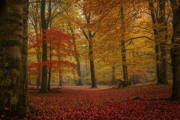 English Forest in Autumn