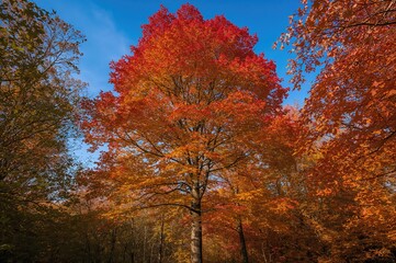Fototapeta premium Vibrant Red and Orange Leaves in Fall
