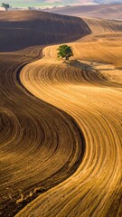 Fototapeta premium Serene Curved Landscape with a Lonely Tree in Rolling Fields